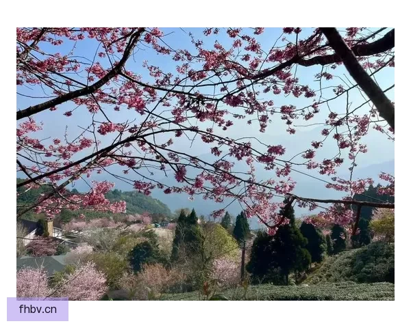 樱花视频在线观看：定格春日浪漫，解锁指尖心动